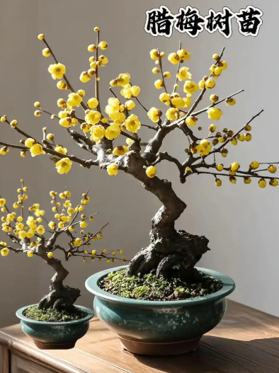 腊梅开花是在哪个季节？公布腊梅开花温度的条件